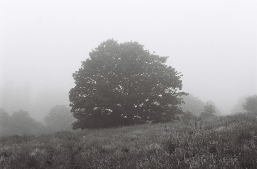 A large oak in a field surrounded in mist