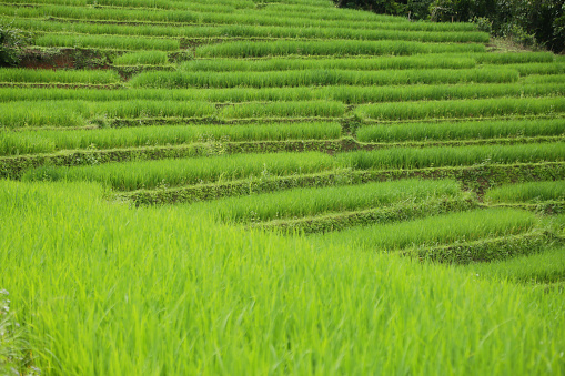 Rice field in mountain or rice terrace in the nature, Relax day in beautiful location