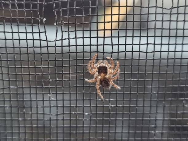 istock A little spider clings to the net. 1524645507