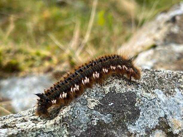 istock Close up of a caterpillar on a rock 1524659588