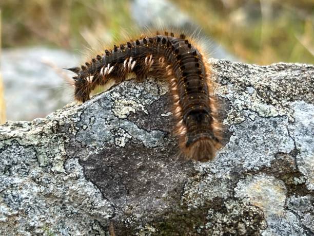 istock Close up of a caterpillar on a rock 1524659602