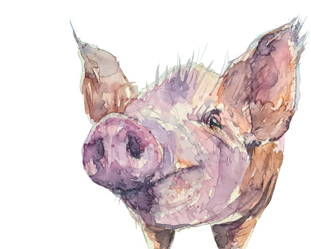 ilustrações, clipart, desenhos animados e ícones de desenho em aquarela de um porco e traço para vetor - domestic pig