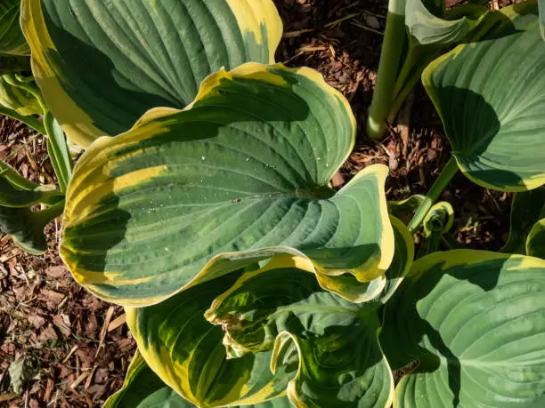 Photo of Plantain lily (Hosta fluctuans) 'Sagae' growing in garden with large, thick, wavy, widely oval, frosted blue-green leaves turning gray-green with irregular margins