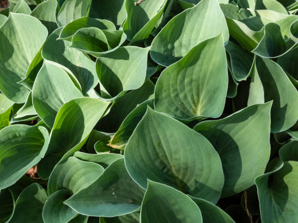 istock Medium-sized hosta 'Blue cadet' growing in garden with dense, regular clumps of green-blue leaves 1524673806