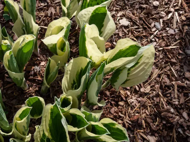 Photo of Plantain lily (hosta) 'Patriot' with ovate-shaped, satiny, dark green leaves adorned with irregular ivory margins appearing from ground