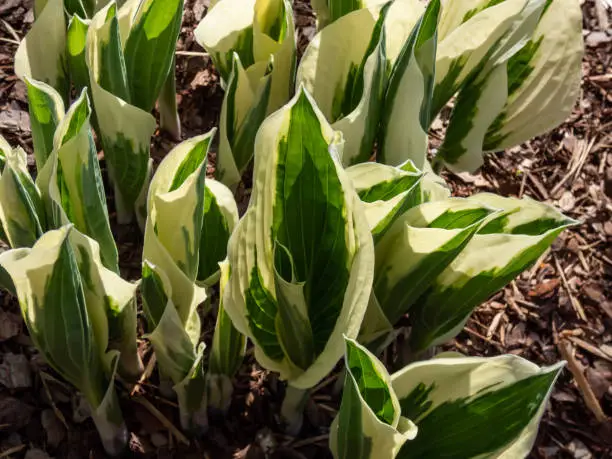 Photo of Plantain lily (hosta) 'Patriot' with ovate-shaped, satiny, dark green leaves adorned with irregular ivory margins appearing from ground