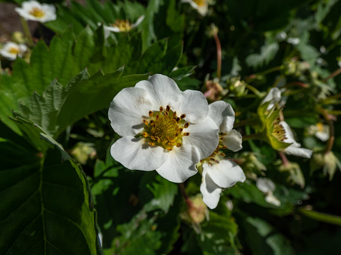 Macro of a single strawberry flower with detailed stamens arranged in a circle and surrounded by white petals on a green strawbery plant in garden