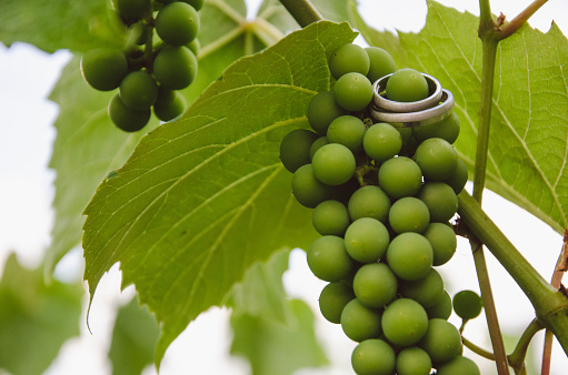 Two silver wedding rings hanging from green grapes