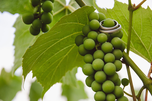 Plant disease Peronospora (Plasmopara viticola) also known as grape downy mildew. Bunches of grapes affected by powdery mildew or oidium disease.