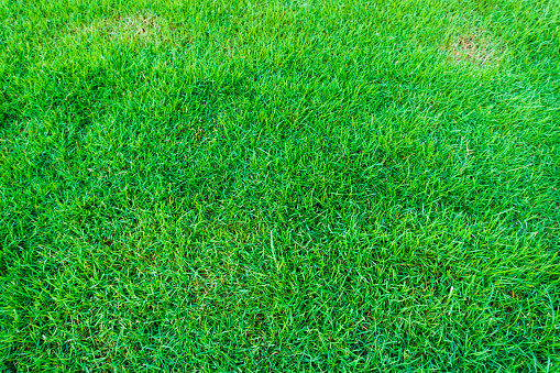 Beautiful garden, lawn with green grass