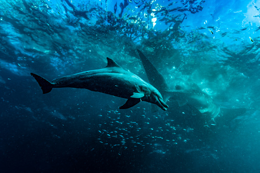 Lone dolphin at Stingray City