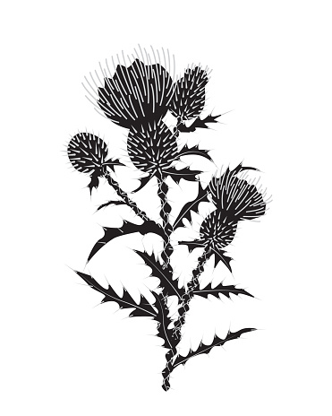 Thistle plant with prickly stem and leaves and rounded heads of flowers. Monochrome simple vector illustration.