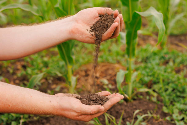 Male hands touching soil on the field. Male hands touching soil on the field. Expert hand of farmer checking soil health before growth a seed of vegetable or plant seedling. Business or ecology concept. soil tester stock pictures, royalty-free photos & images