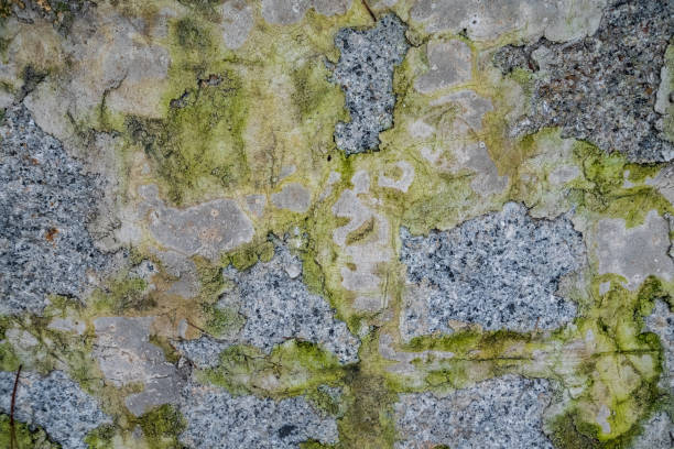 istock Moss green texture. Moss background. Green moss on grunge texture, background 1524757917