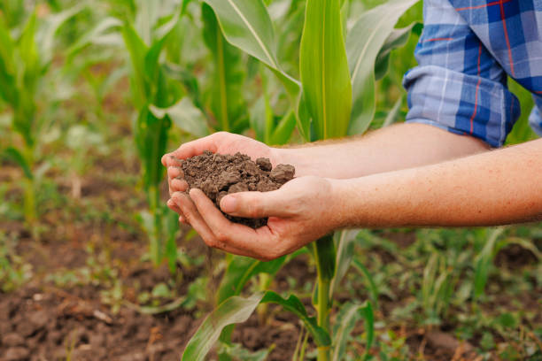 istock Male hands touching soil on the field. 1524768256