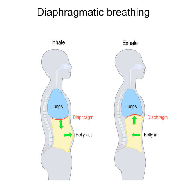 ilustraciones, imágenes clip art, dibujos animados e iconos de stock de respiración diafragmática. respiración abdominal, abdominal o profunda - exhalar