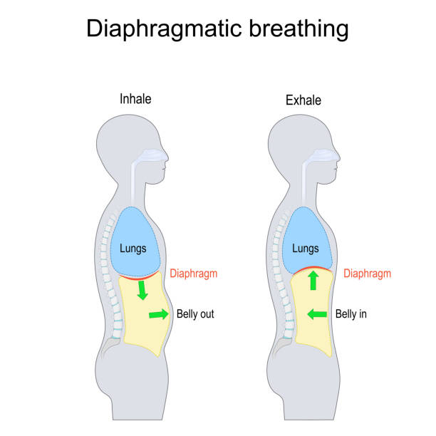 Diaphragmatic breathing. abdominal, belly or deep breathing Diaphragmatic breathing. abdominal, belly or deep breathing. side view of human body with Diaphragm, Lungs cavity and Belly. Inhale and Exhale. vector illustration. isolated on white background. inhaling stock illustrations