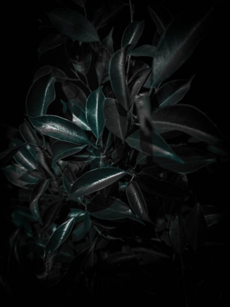 istock Plant leaves under low exposure 1524817459
