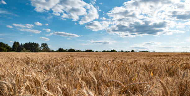 istock Ripe wheat field in the landscape. 1524836767