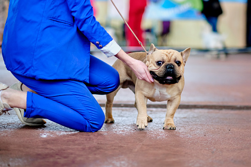 A handler in a blue suit puts a French bulldog in a rack at a dog show.