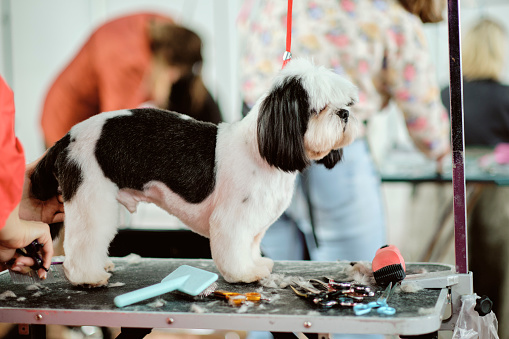 A Shitsu or shih tzu dog on a grooming table next to an animal care tool