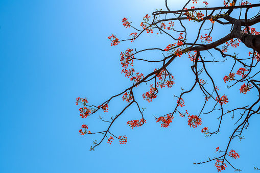 Gulmohar flowers fully bloomed on tree with blue sky. This flower also called as krishna chura, flame tree.