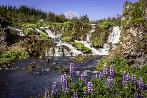 Photo of A beautiful waterfall in the forest with lupine flowers blooming in foreground.