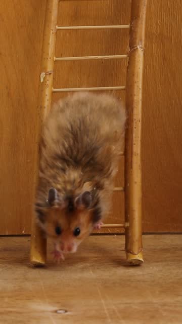 A fluffy, Syrian hamster is stuck on a wooden ladder. The rodent is playing