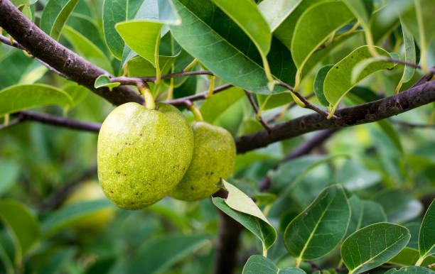 Annona reticulata fruits on the tree Annona reticulata fruits on the tree at sunny day in southern Vietnam. annona reticulata stock pictures, royalty-free photos & images