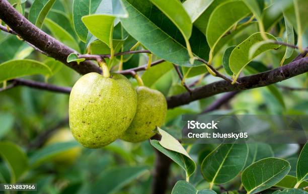 Annona Reticulata Fruits On The Tree Stock Photo - Download Image Now - Annona, Agriculture, Apple - Fruit