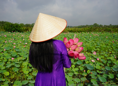 Vietnamese woman wearing traditional dress (ao dai) with conical hat and lotus flowers. Lotus pond background.