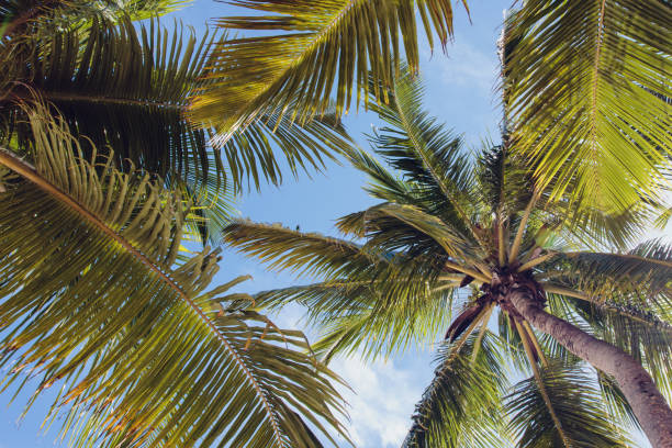 istock Coconut palm trees on blue sky background. 1524884014