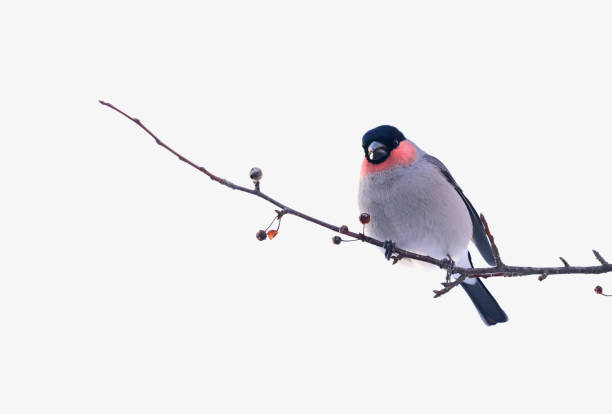 istock Eurasian Bullfinch male 1524884048
