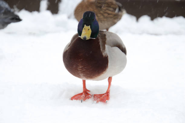 istock Duck stands in the snow with a questioning grimace 1524898669