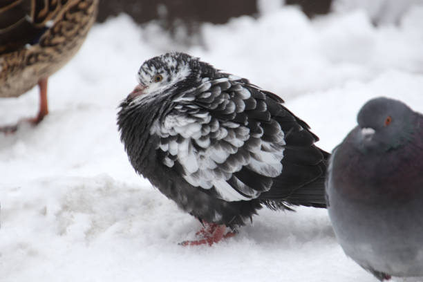A ruffled dove stands in the snow among other birds
