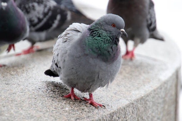 istock A dove stands on a granite parapet and looks into the camera 1524913653