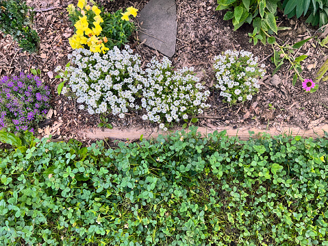 A variation of flowers in a Gothenburg city park.