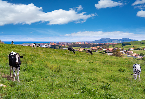 Suances skyline view from cows grazing grassland meadow in Cantabria of Spain