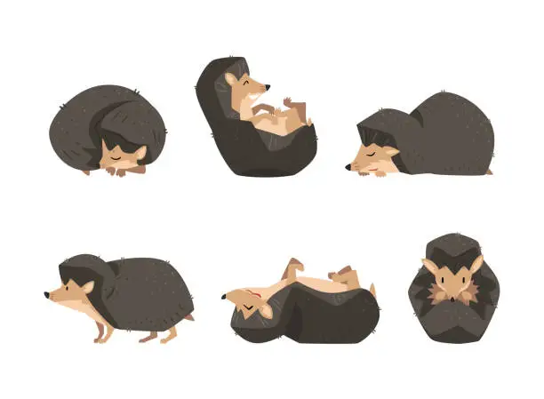 Vector illustration of Cute Hedgehog Spiny Mammal in Different Pose Vector Set