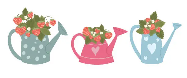 Vector illustration of Vector set of various watering cans with bouquets of strawberries. Summer set with gardening tools and harvest arrangement.