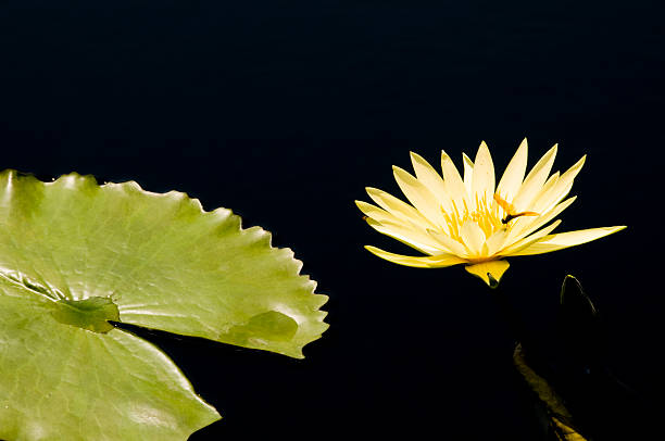 Yellow flower and water lily stock photo