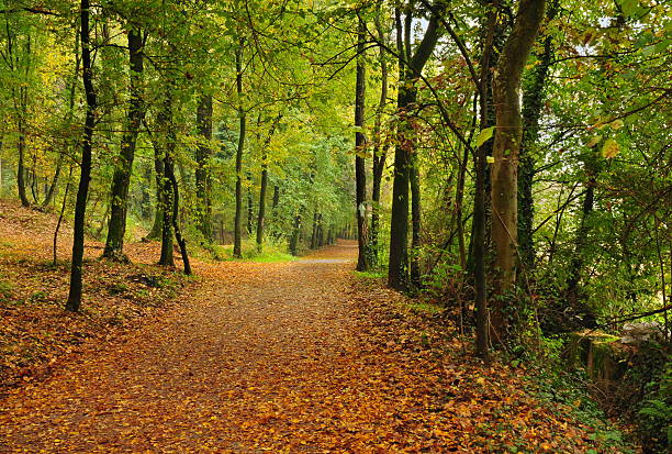 istock footpath under autumn trees with yellow leaves 152493341