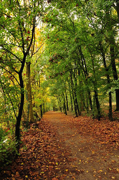 istock footpath under autumn trees with yellow leaves 152493347