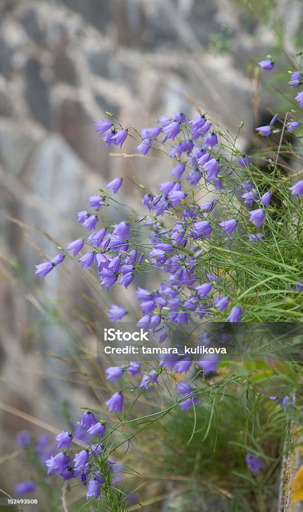 clump de harebells - Foto de stock de Azul libre de derechos