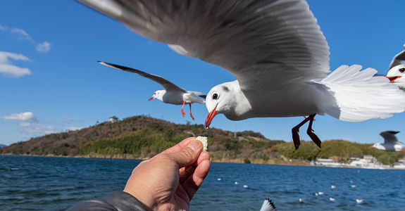 feeding black-headed gulls