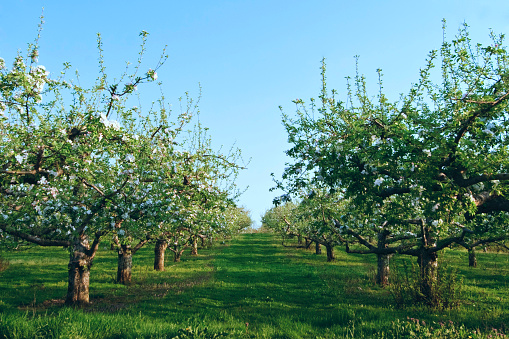 Diminishing perspective in apple orchard.