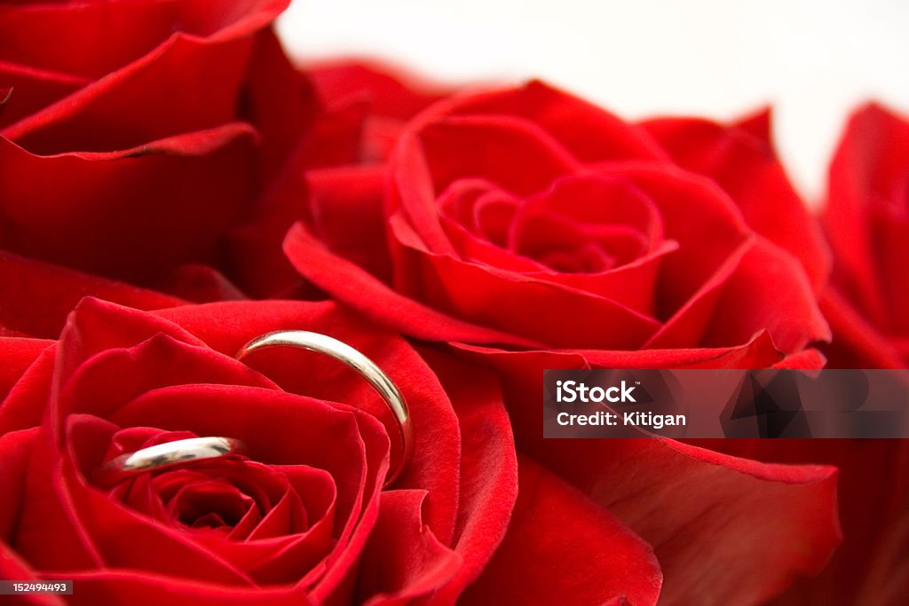 Gold Ringe innen Rote Rose - Lizenzfrei Blume Stock-Foto