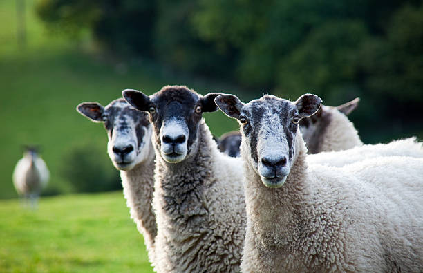 três ovelhas em pé em uma linha - lamb young animal sheep livestock imagens e fotografias de stock