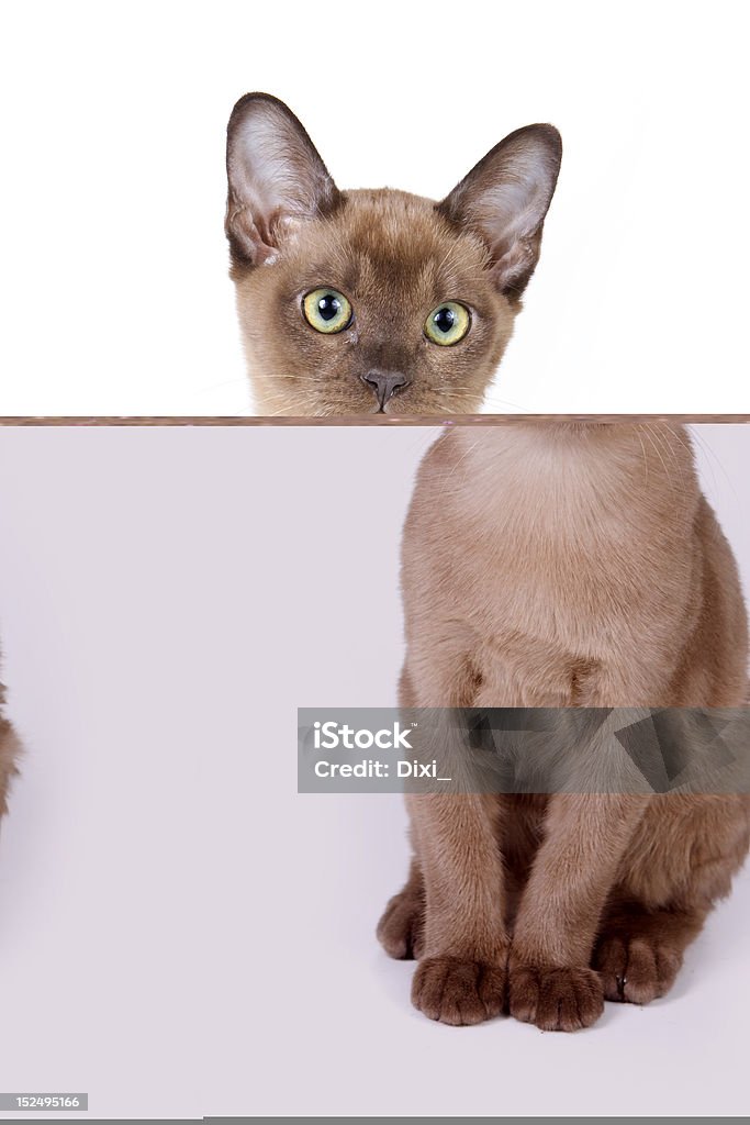 Burmese kitten on white background Burmese Cat Stock Photo