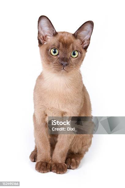 Burmese Kitten On White Background Stock Photo - Download Image Now - Burmese Cat, Vertical, White Background